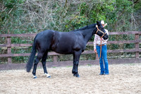 Class 9 - Foreign Breed